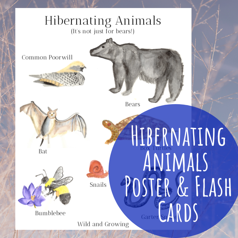 Hibernating Animals Poster & Fact Cards - DIGITAL DOWNLOAD — Wild and  Growing