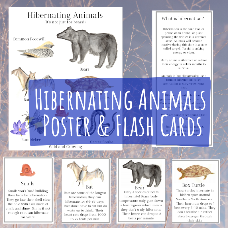 Hibernating Animals Poster & Fact Cards - DIGITAL DOWNLOAD — Wild And ...