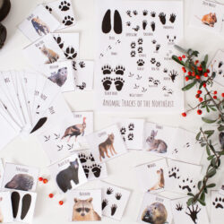 Animal Tracks Bundle - DIGITAL DOWNLOAD