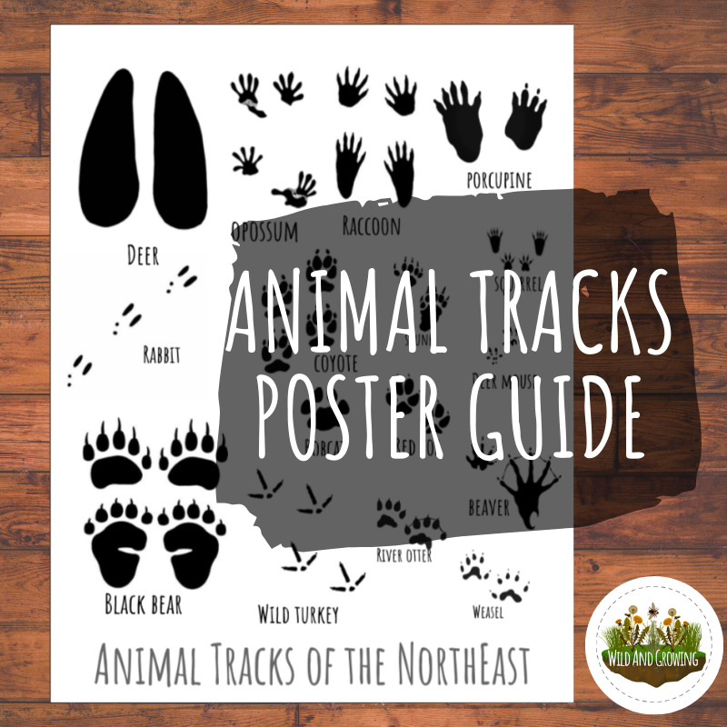 Animal Tracks Bundle - DIGITAL DOWNLOAD - Image 5