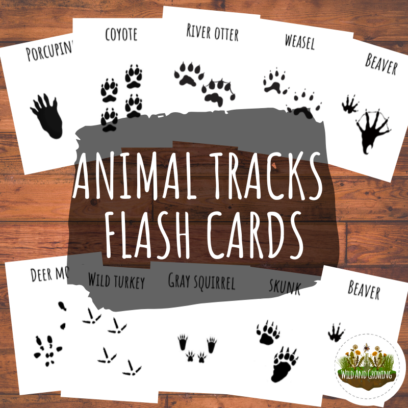 Animal Tracks Bundle - DIGITAL DOWNLOAD - Image 4