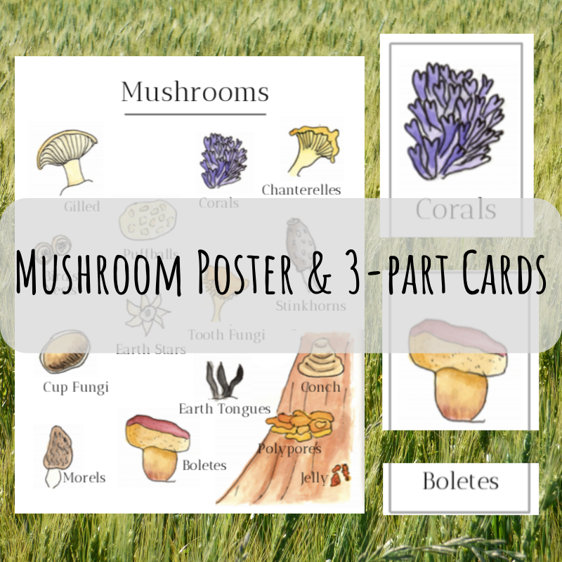 Mushroom Poster & Flash Cards - DIGITAL DOWNLOAD