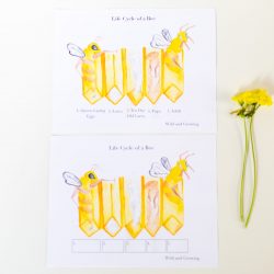 life cycle of a bee