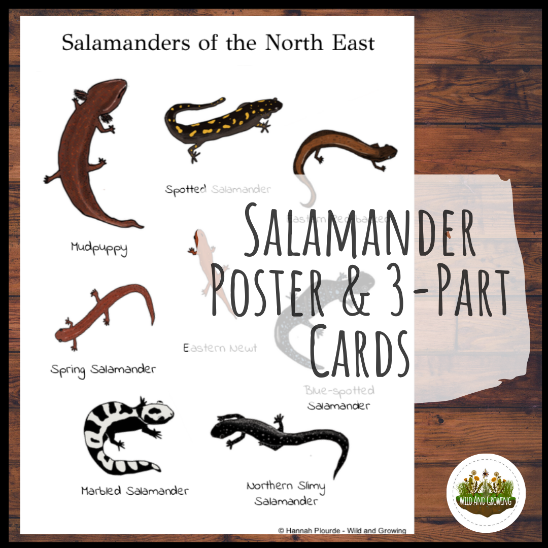 Salamander Poster & 3-Part Nature Study | Homeschool — and Growing