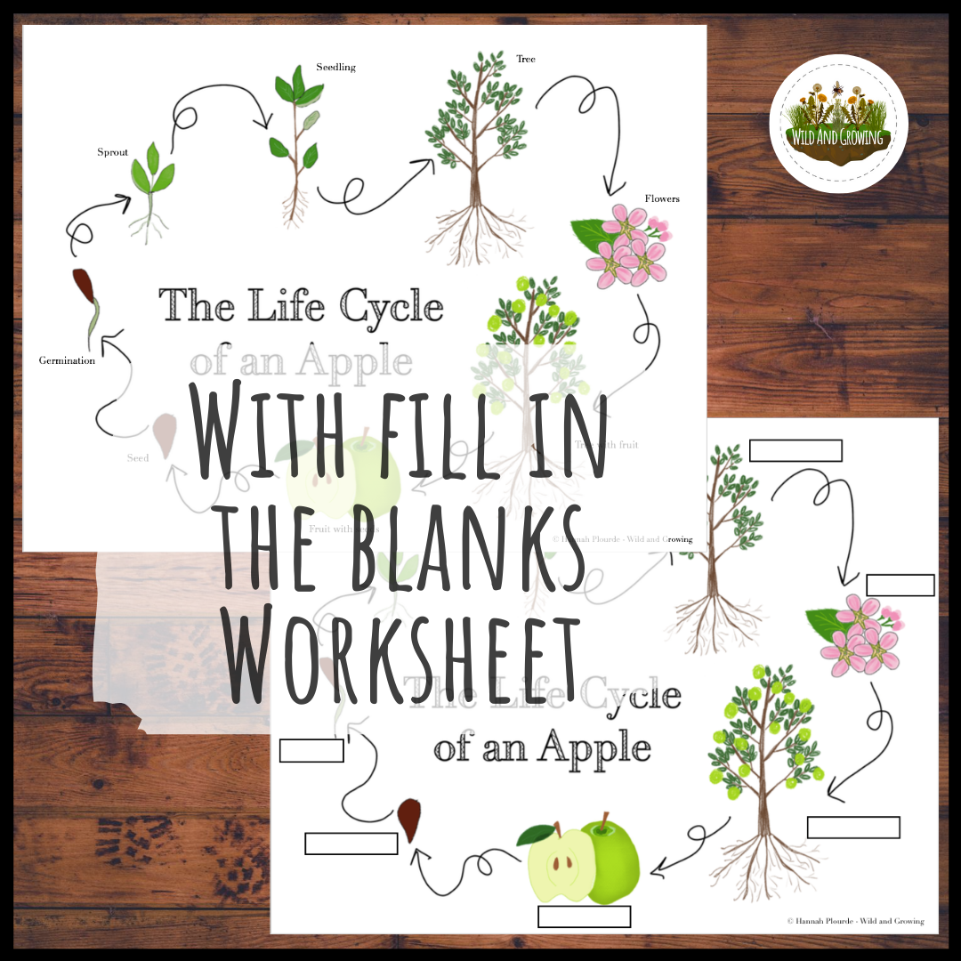 Life Cycle of an Apple Diagram | Homeschool | Distance Learning - Image 2