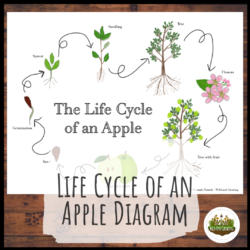 Life Cycle of an Apple Diagram | Homeschool | Distance Learning