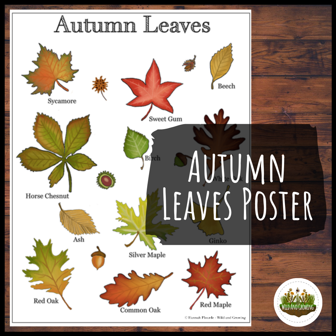 autumn-leaves-identification-poster-wild-and-growing