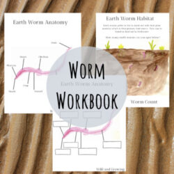 Worm Workbook: Earthworm Anatomy & Habitat
